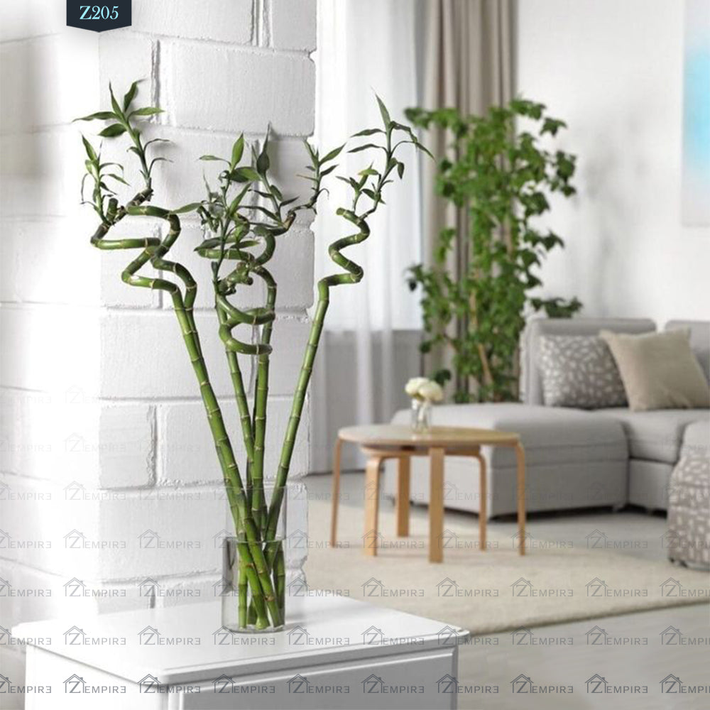 21 stalks lucky bamboo plant Lucky Bamboo Plant