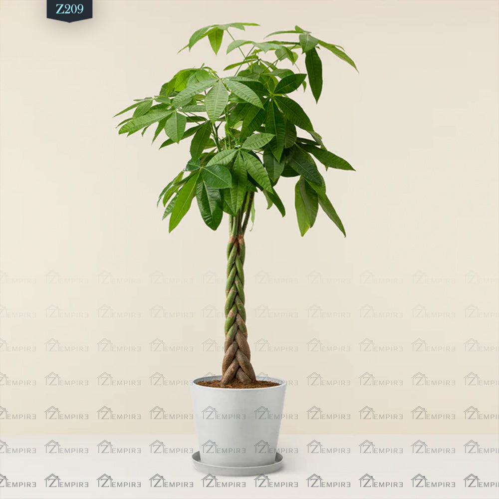 Money Tree - Z209