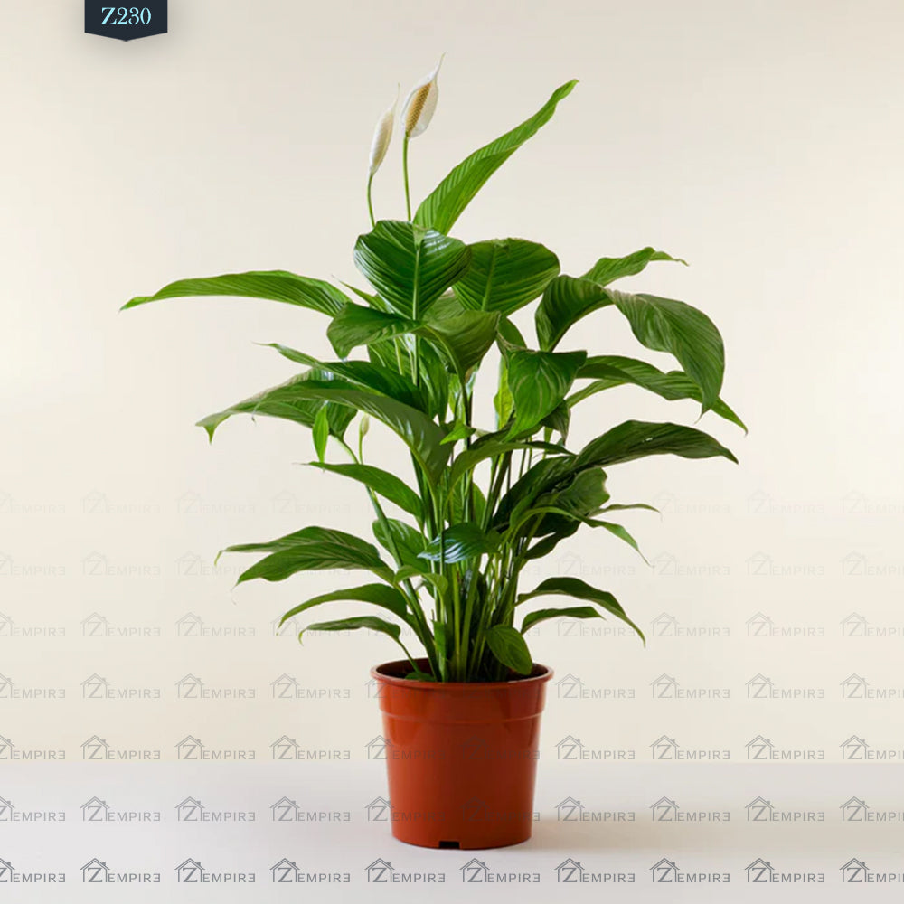 peace lily plant ikea Peace Lily Plant