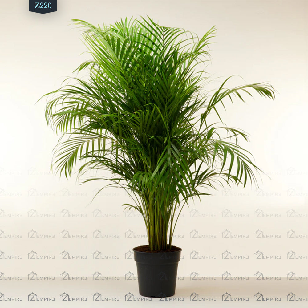 palm areca planta Large Yellow Areca Palm