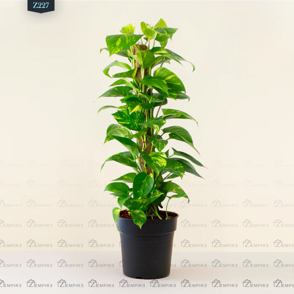 climbing pothos plant Climbing Pothos Plant
