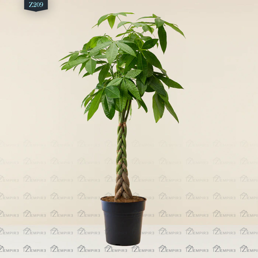 Money Tree - Z209