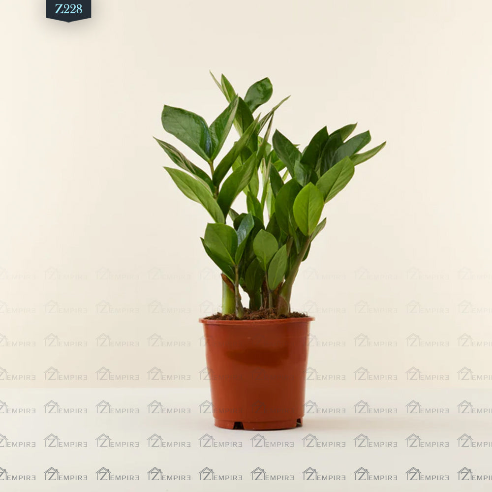indoor zamia plant Baby Zamia Plant