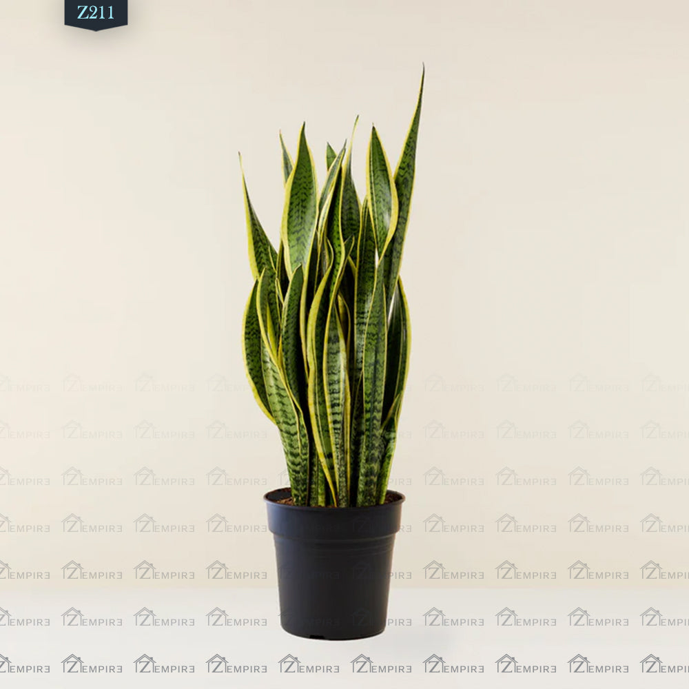 sansevieria black tiger Tiger Skin Plant (Sansevieria) Large