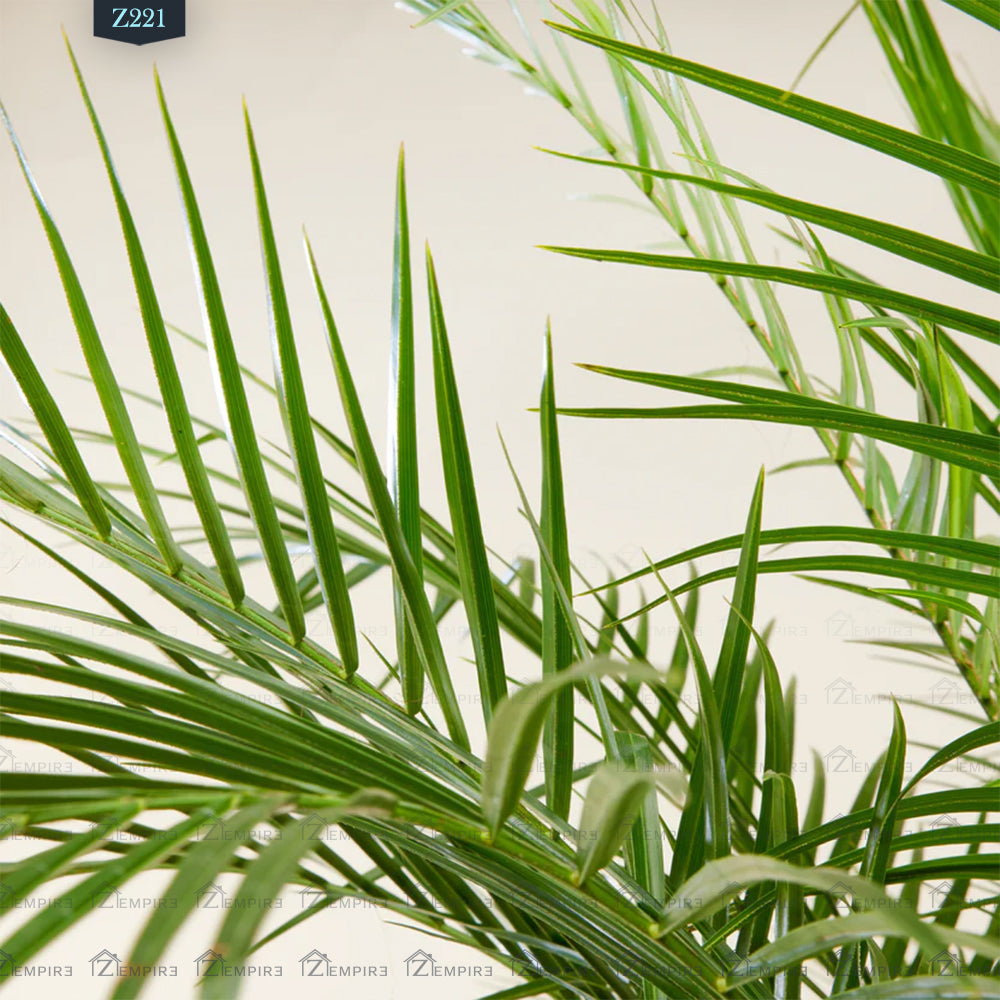 Phoenix roebelenii - Z221