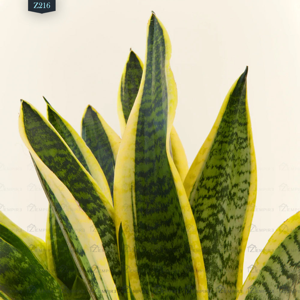 نبات جلد النمر ( سانسيفيريا ) صغير - Z216