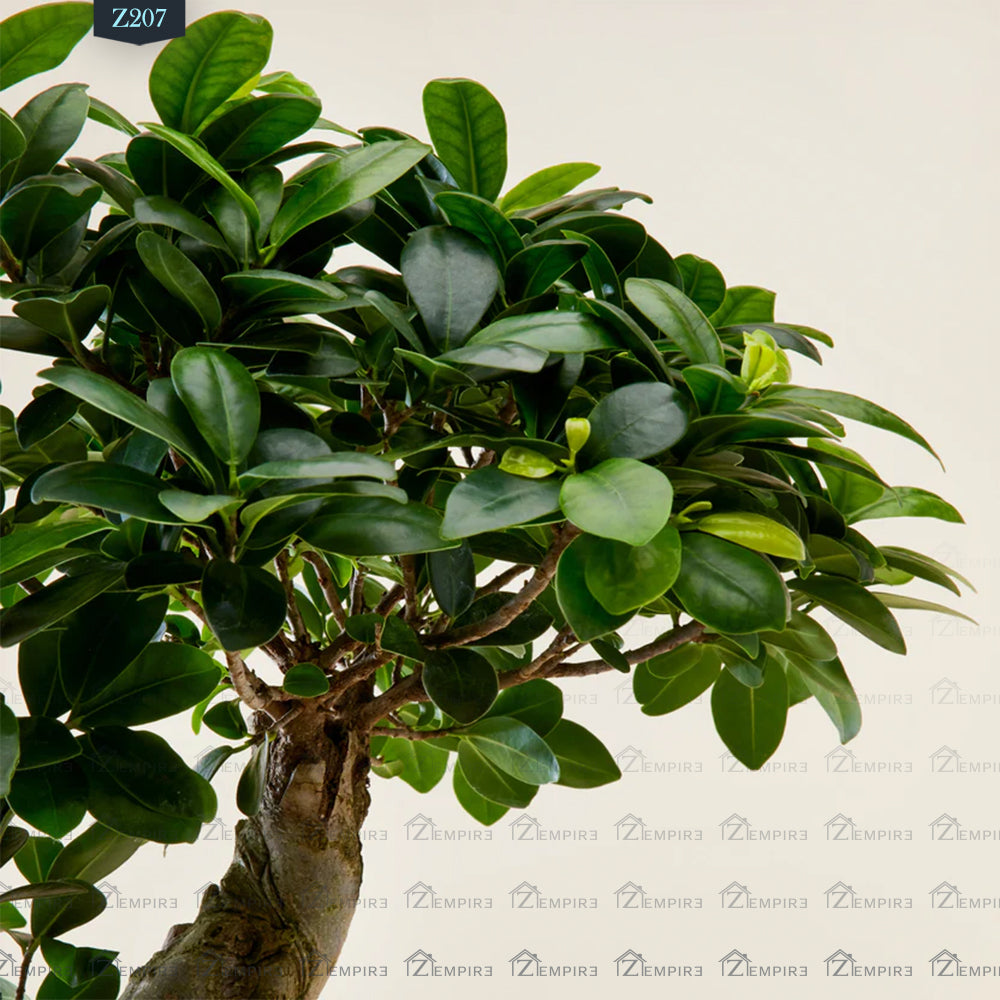 شجرة بونساي - Z207