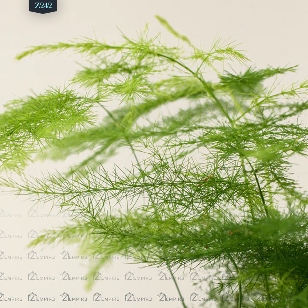 نبات الاسبرجس - Z242