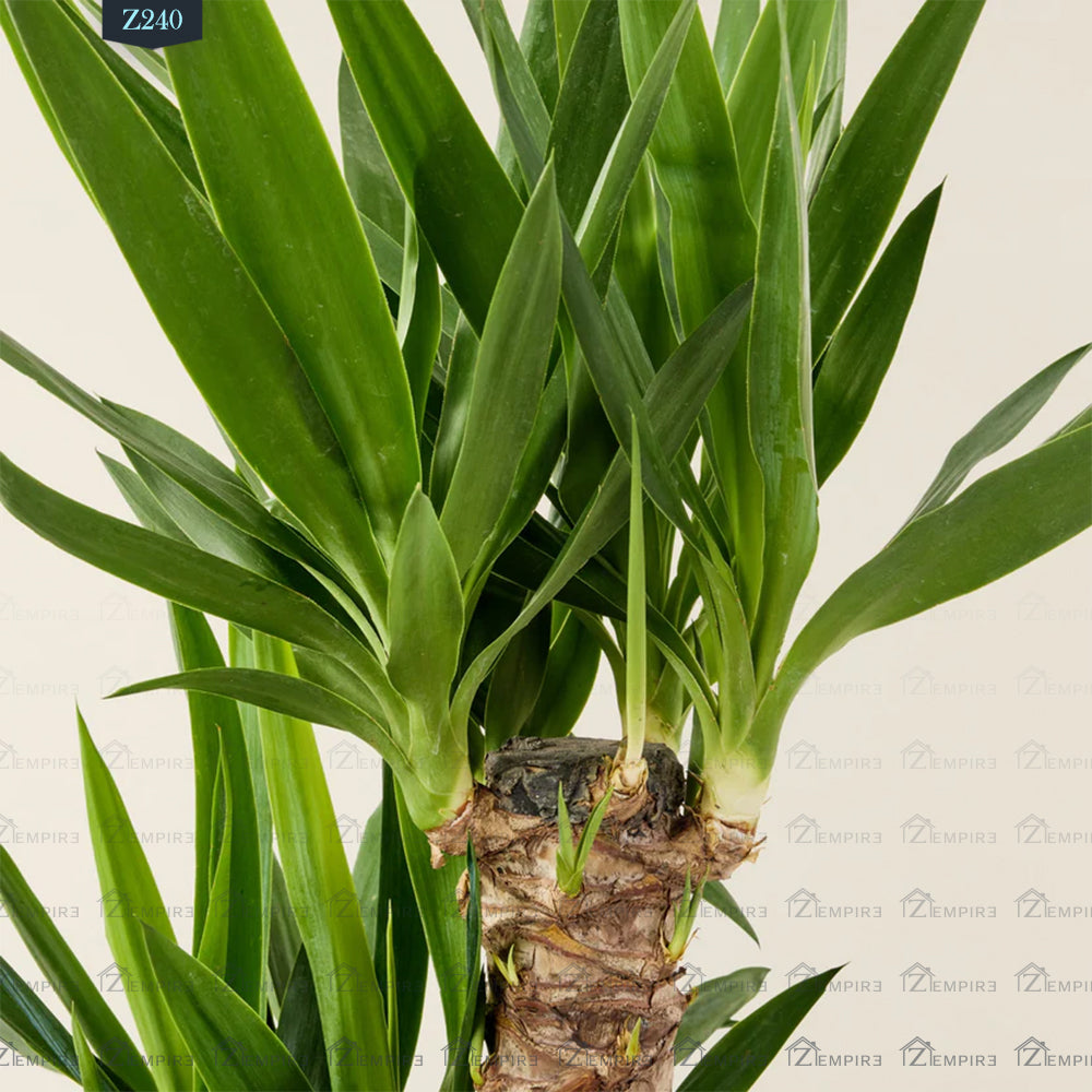 نبات اليوكا - Z240