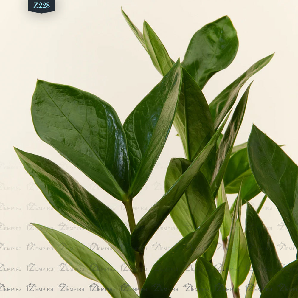 نبات بيبي زاميا - Z228