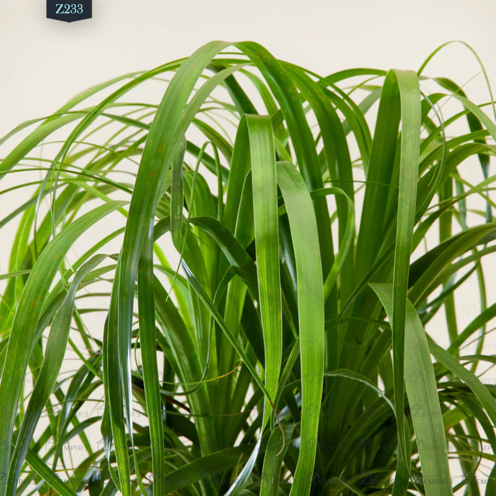 نبات قدم الفيل - Z233