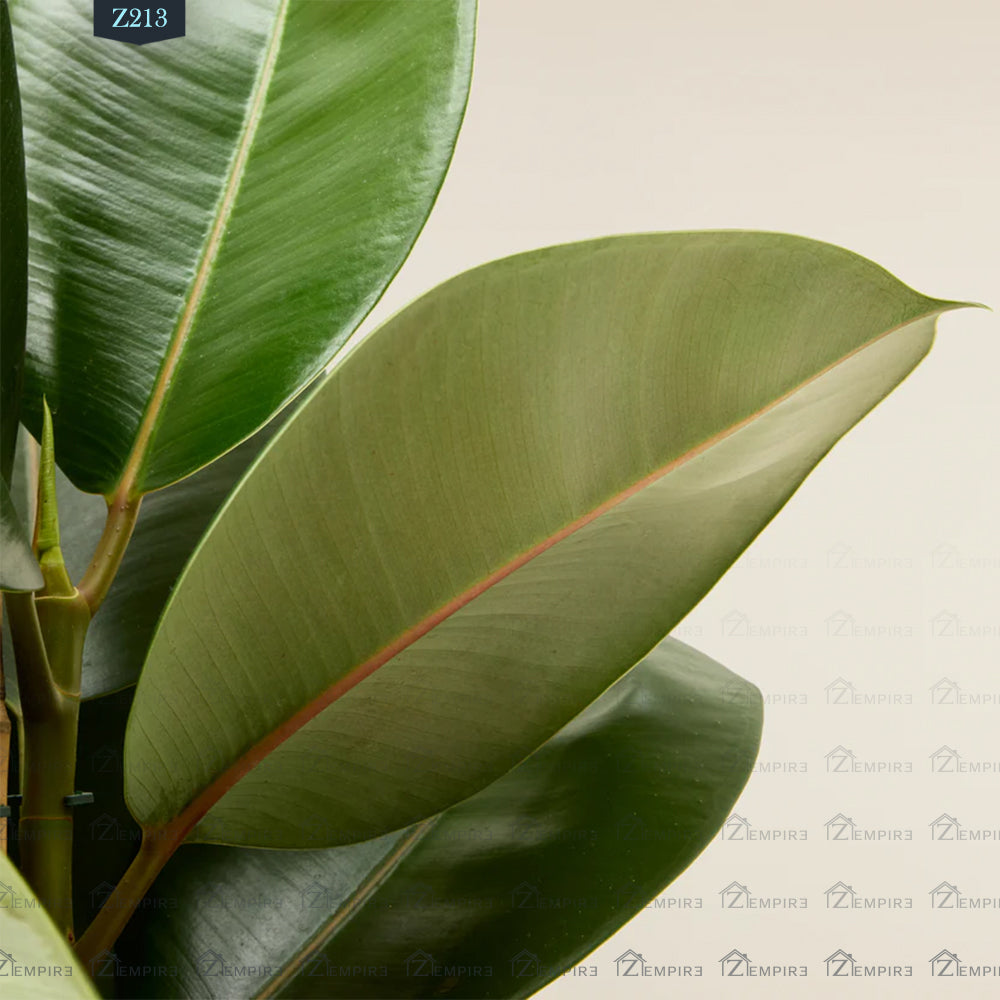 نبات المطاط - Z213