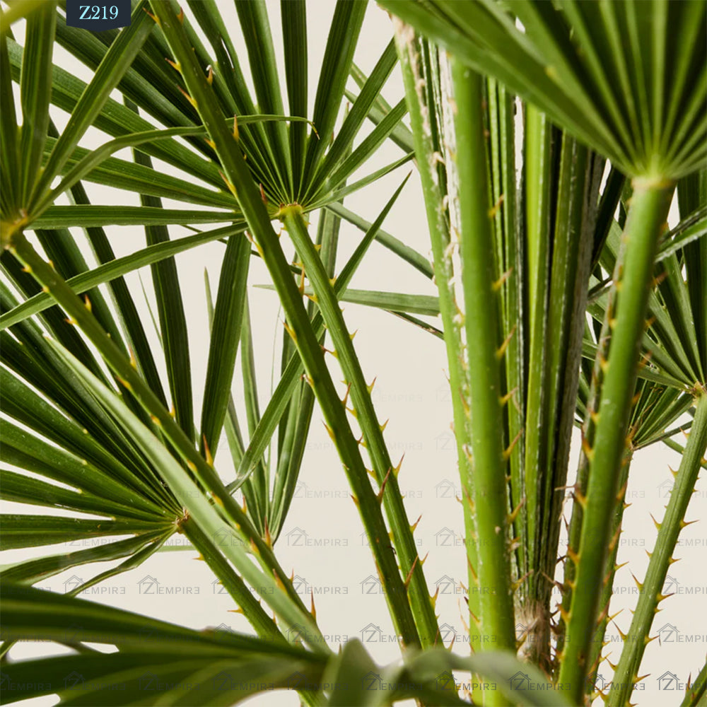 نخيل كامورابس - Z219