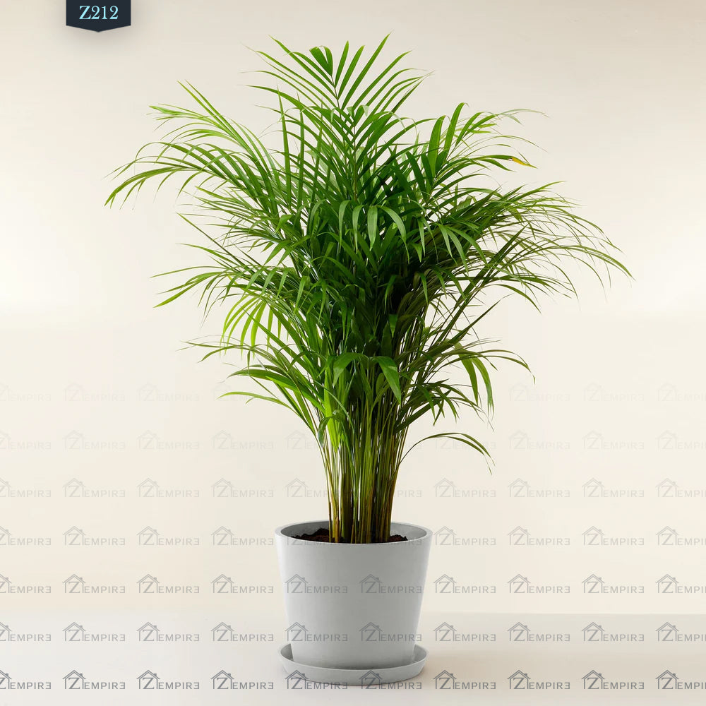 Yellow Areca Palm - Z212