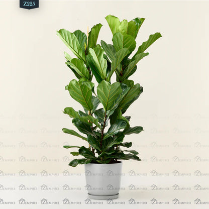 Ficus Lyrata Plant - Z225