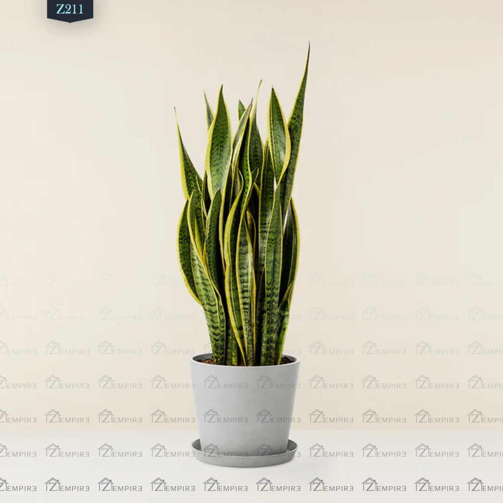 Tiger Skin Plant (Sansevieria) Large - Z211