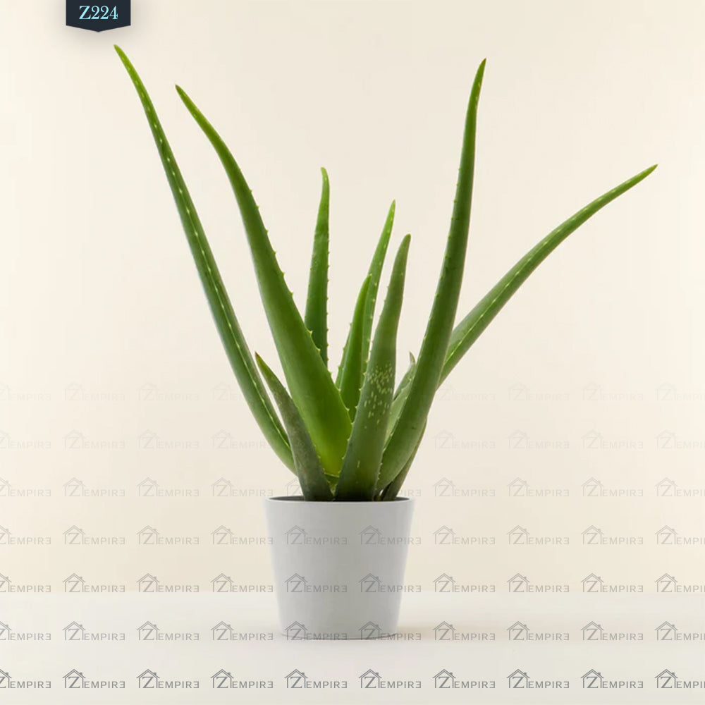 Aloe Vera - Z224