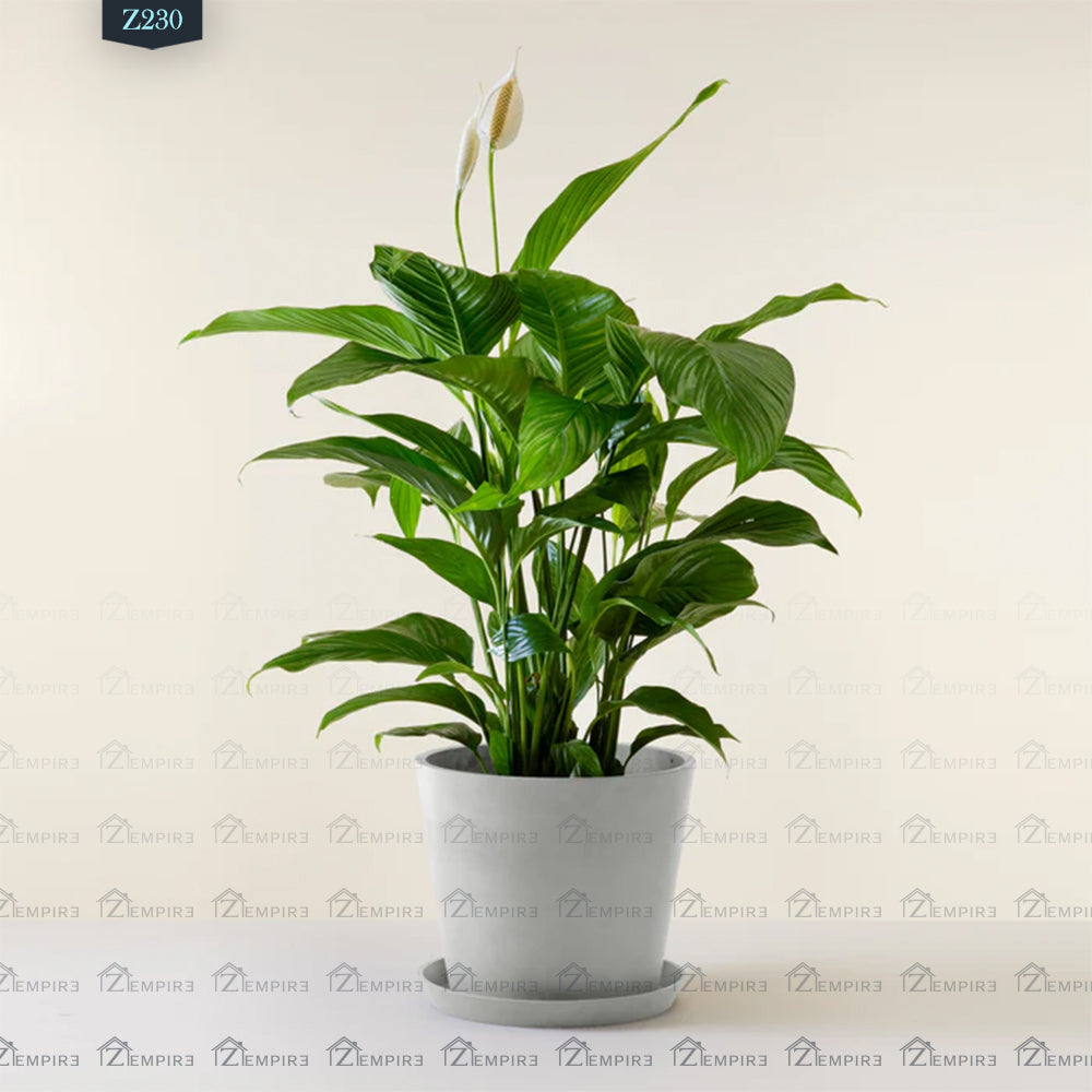 peace lily ikea Peace Lily Plant