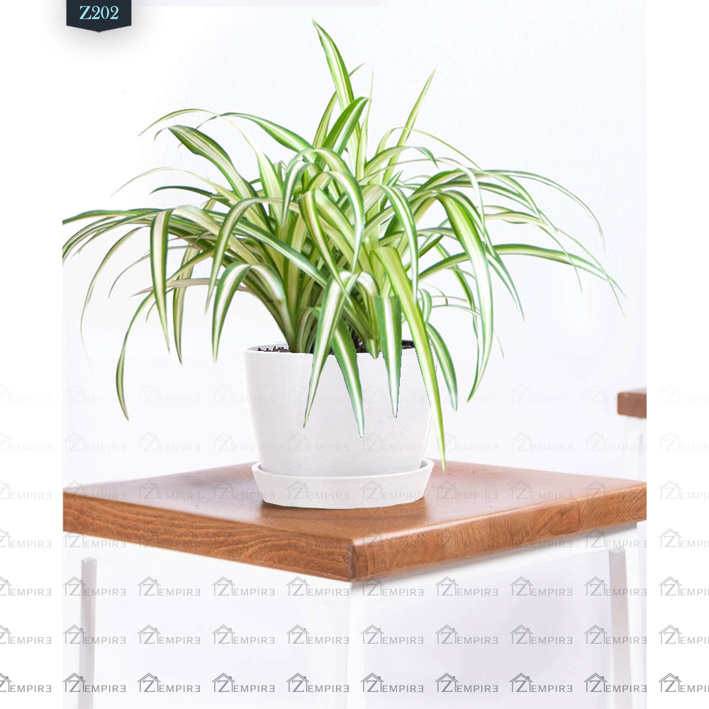 Spider Plant - Z202