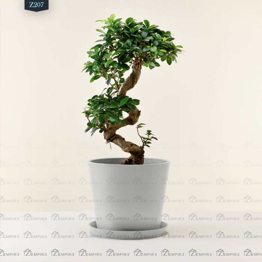 Bonsai Tree - Z207