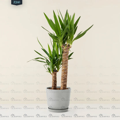 Yucca Plant - Z240