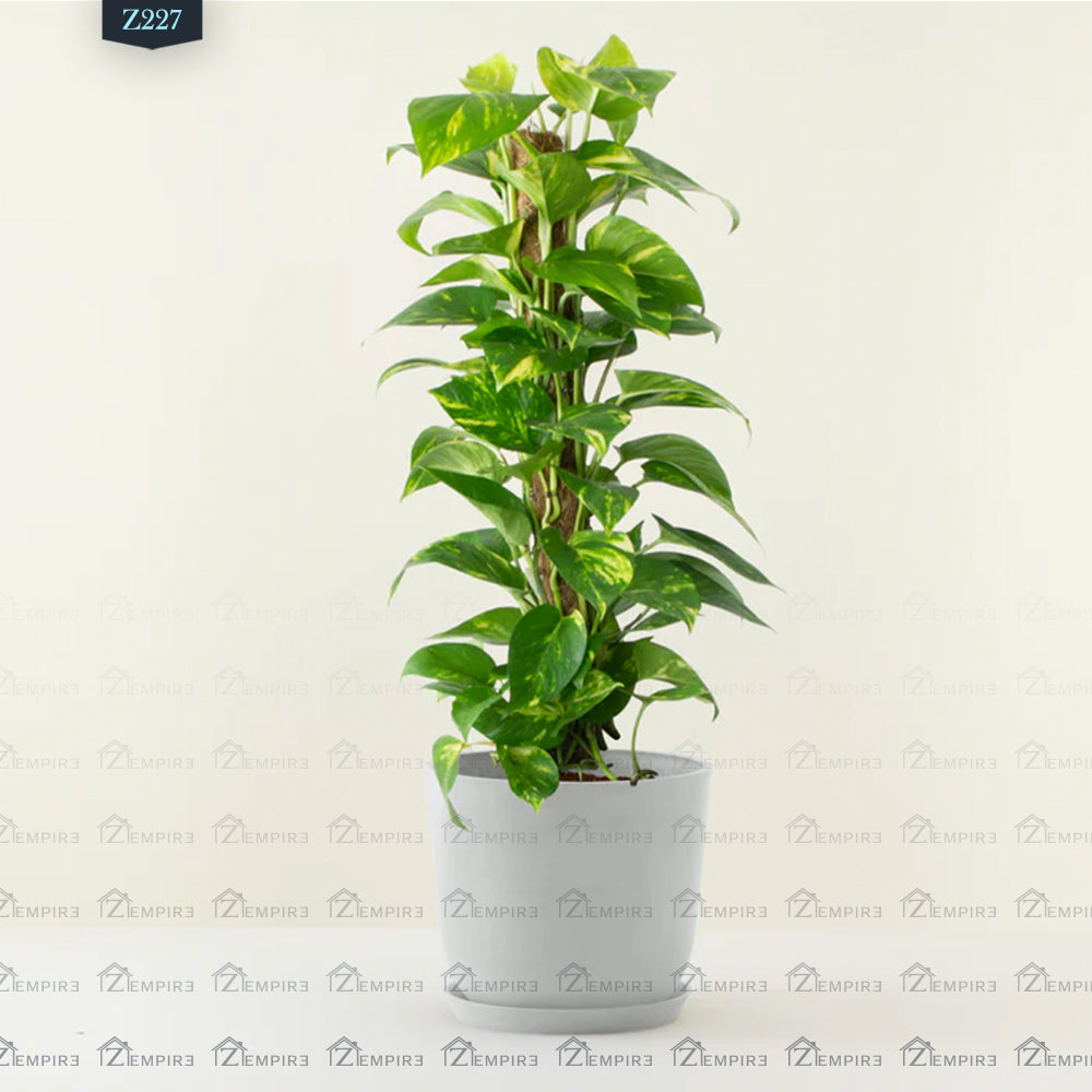 pothos plant climber Climbing Pothos Plant