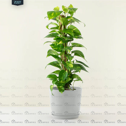 pothos plant climber Climbing Pothos Plant