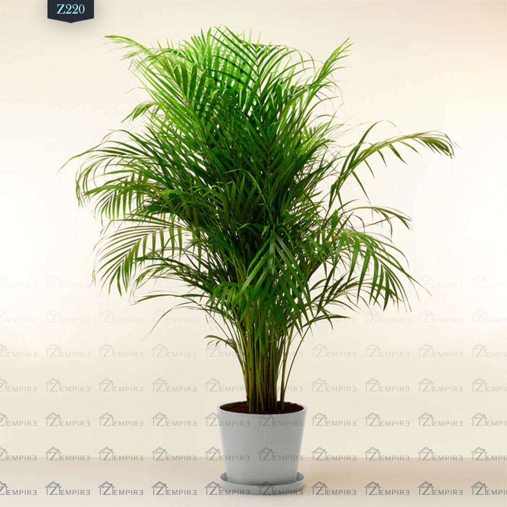 areca palm large Large Yellow Areca Palm