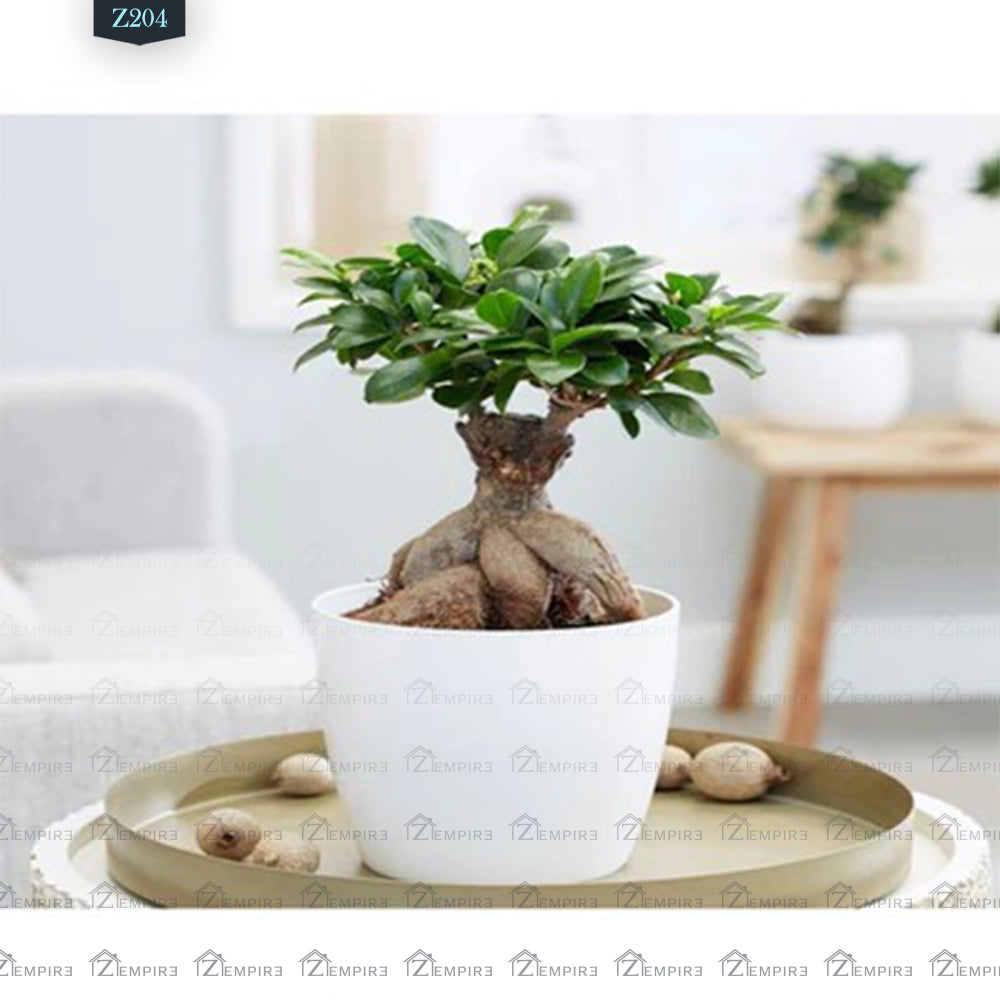 Baby Bonsai Plant - Z204