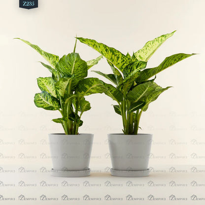 dieffenbachia bouture Twin of Dieffenbachia Tropic