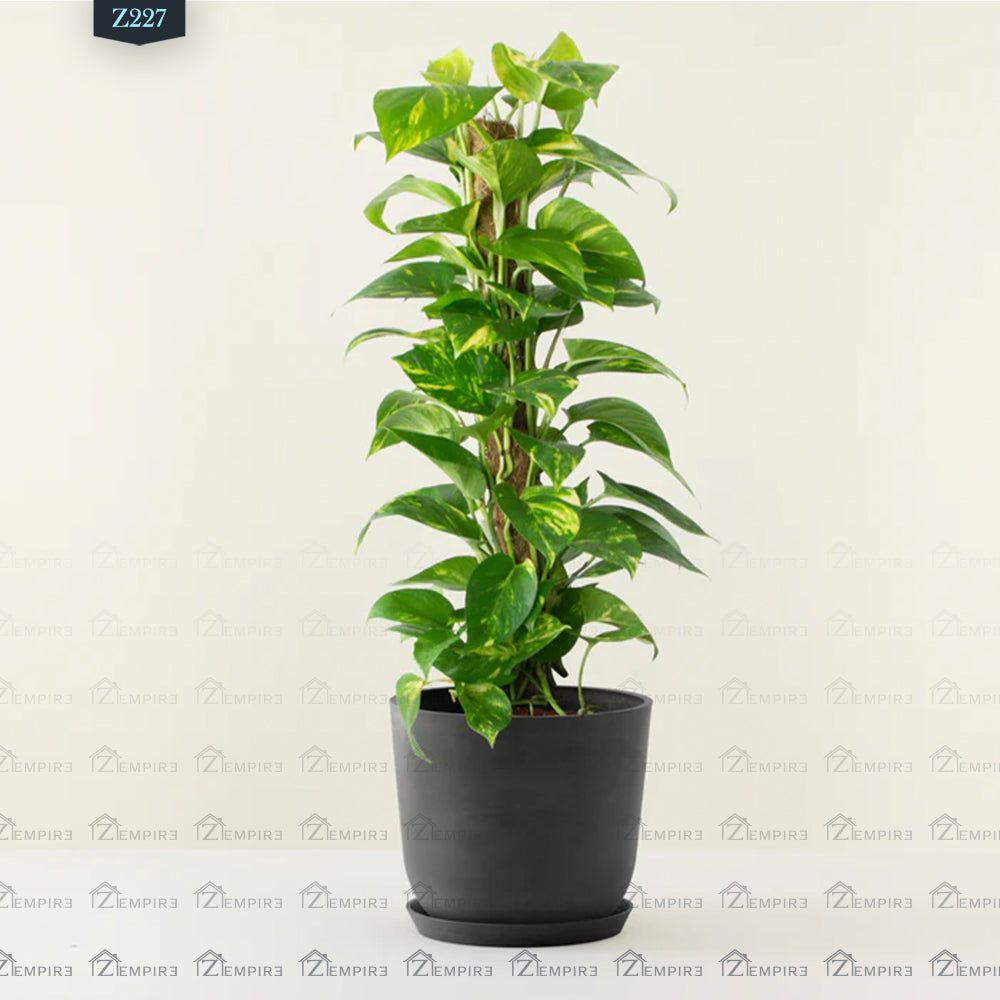 Climbing Pothos Plant - Z227