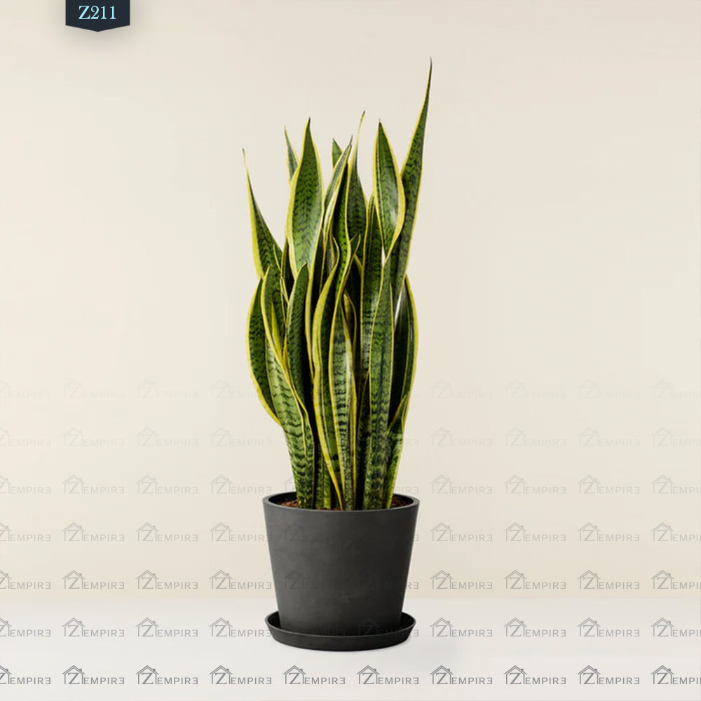 Tiger Skin Plant (Sansevieria) Large - Z211