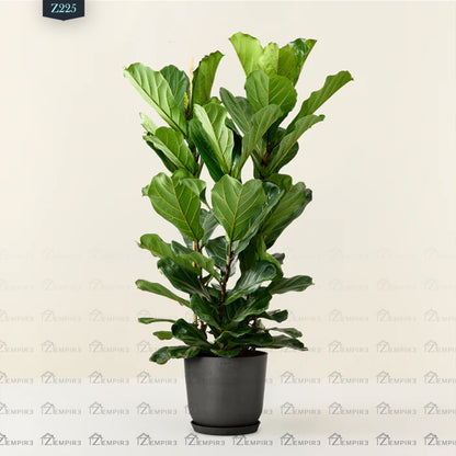 Ficus Lyrata Plant - Z225