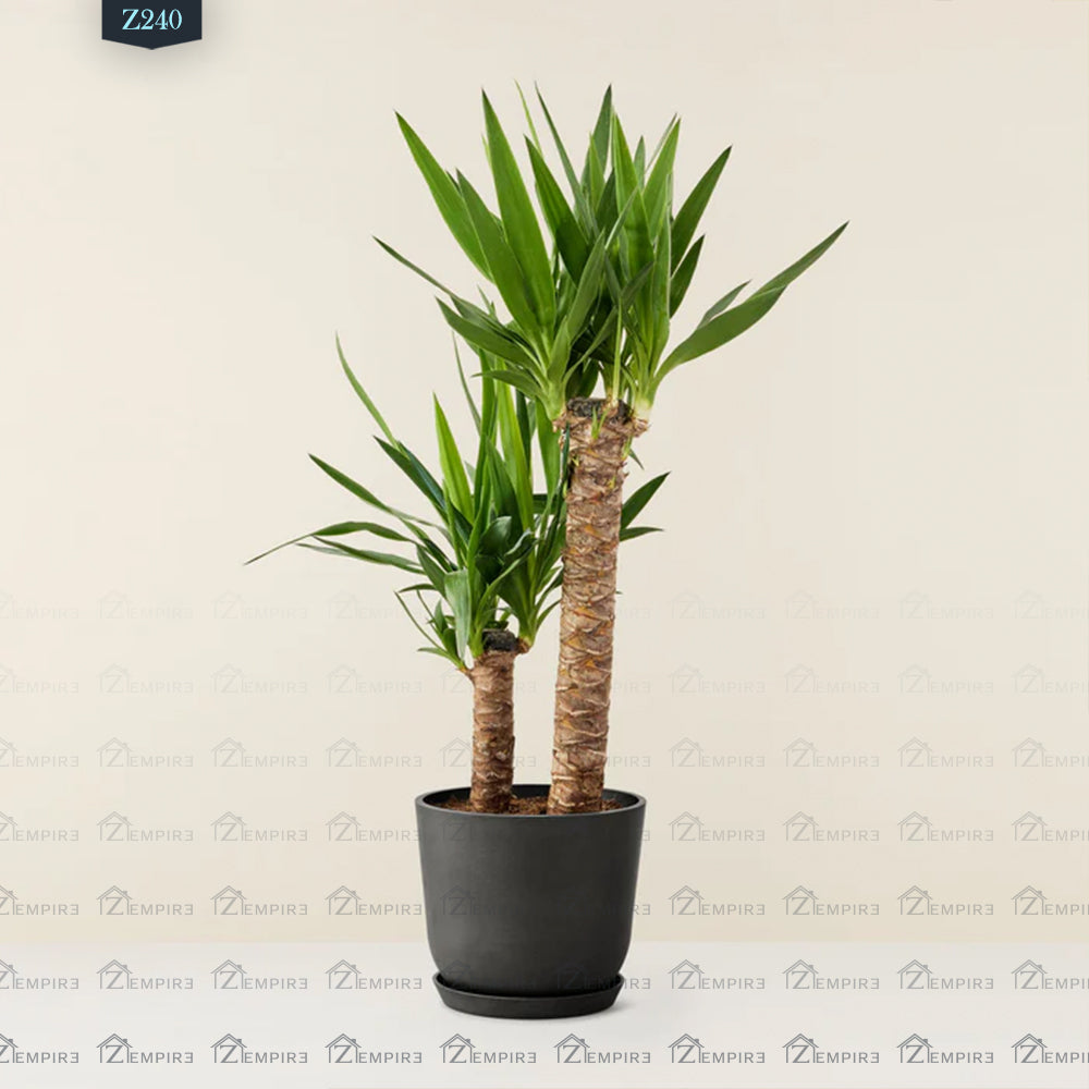 Yucca Plant - Z240