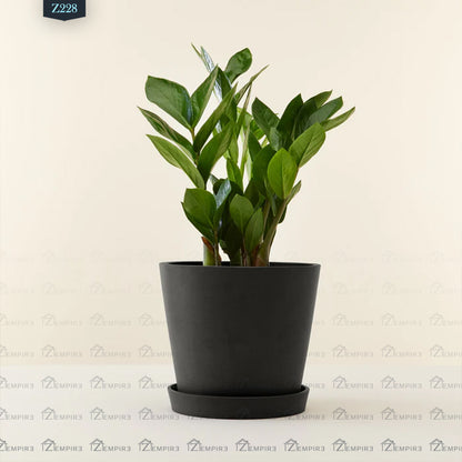 Baby Zamia Plant - Z228