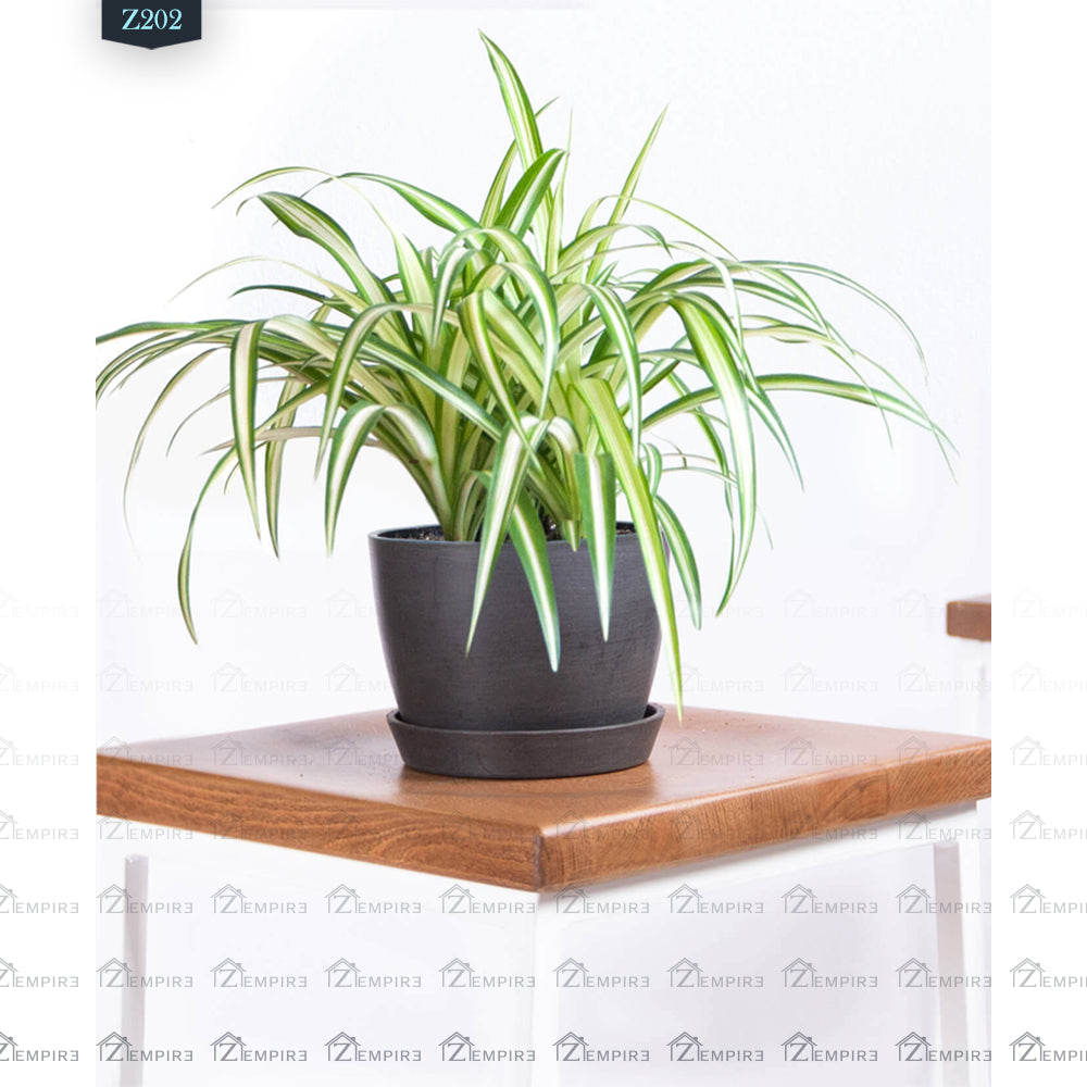 Spider Plant - Z202