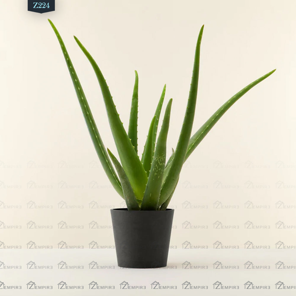 Aloe Vera - Z224