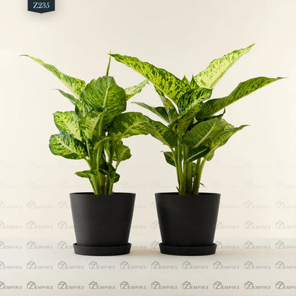 dieffenbachia altura Twin of Dieffenbachia Tropic