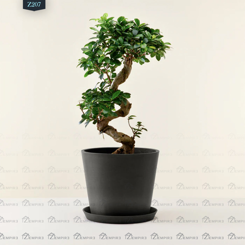 Bonsai Tree - Z207