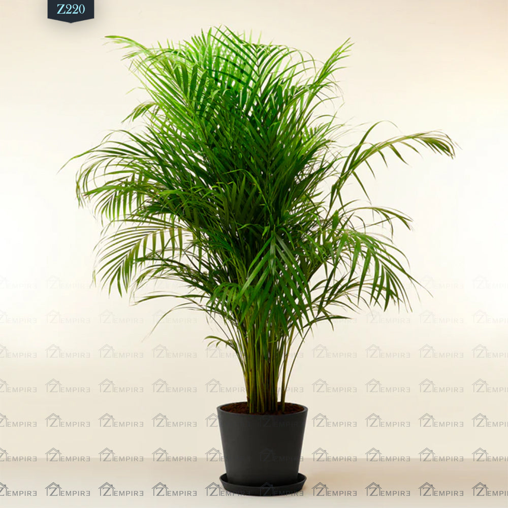 areca palm yellow Large Yellow Areca Palm