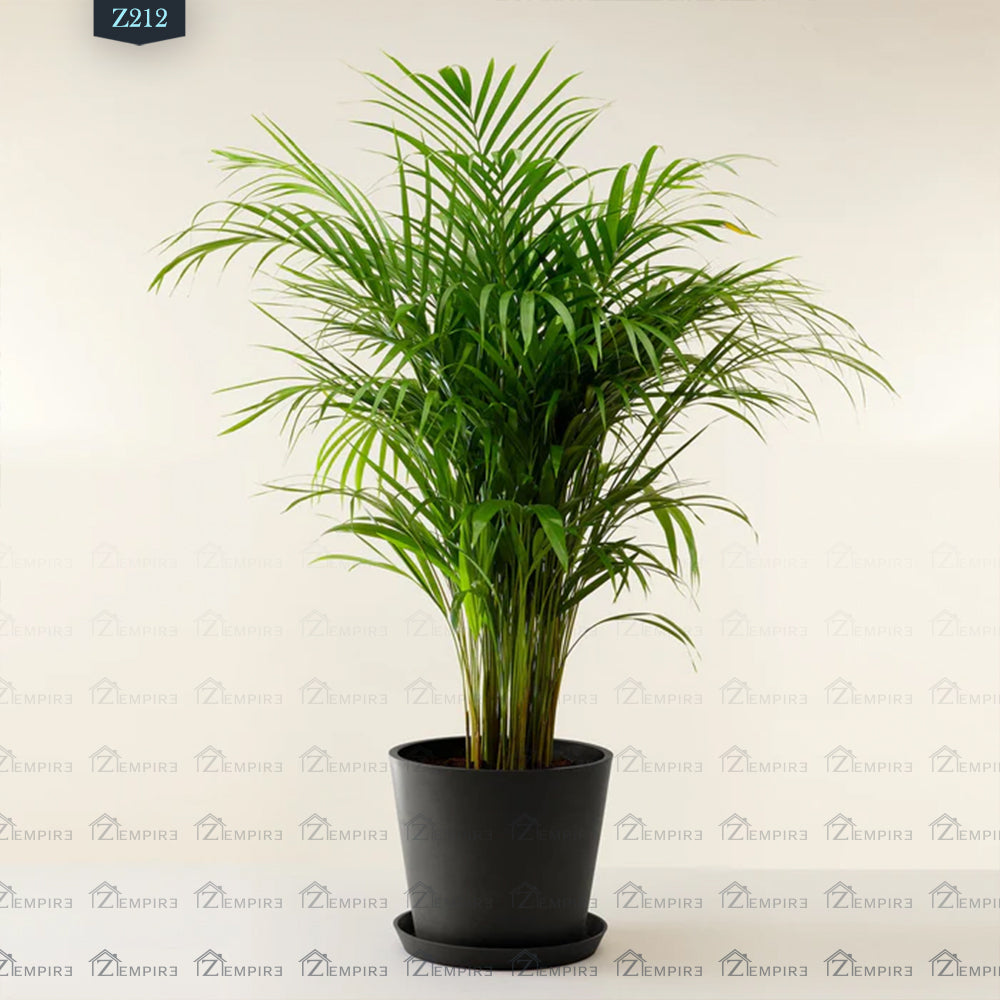 4865 areca palm st Yellow Areca Palm