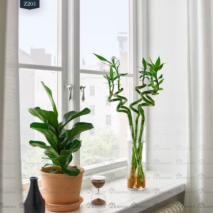 21 stalks lucky bamboo for sale Lucky Bamboo Plant