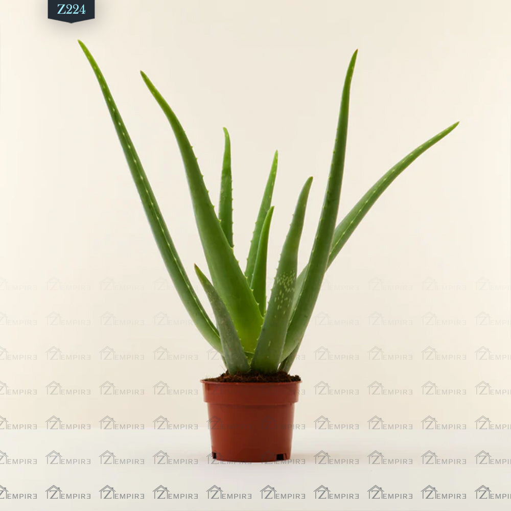 Aloe Vera - Z224