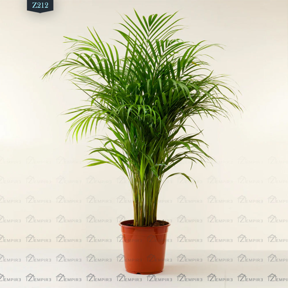 Yellow Areca Palm - Z212