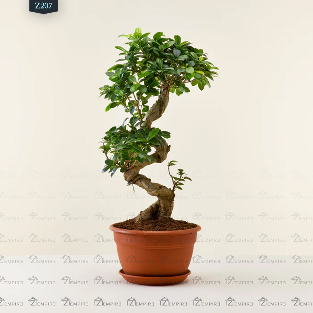 Bonsai Tree - Z207