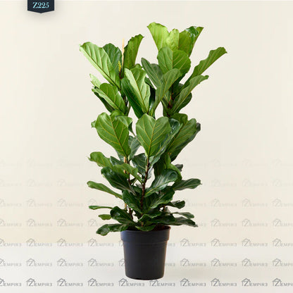 Ficus Lyrata Plant - Z225