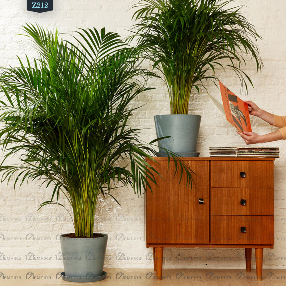yellow palm indoor plant Yellow Areca Palm