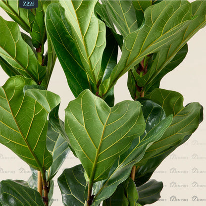 Ficus Lyrata Plant - Z225