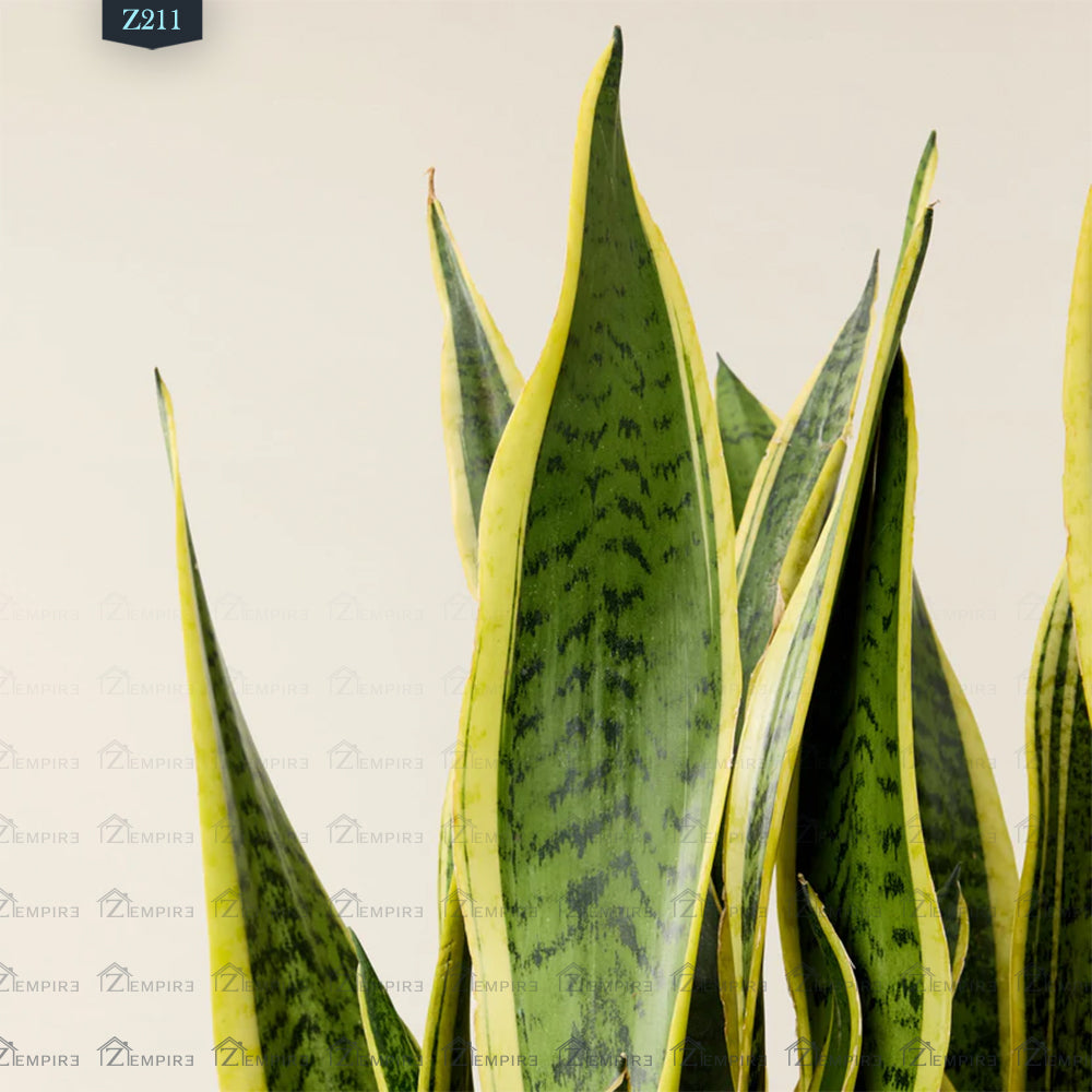 Tiger Skin Plant (Sansevieria) Large - Z211