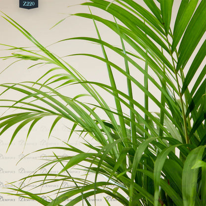 areca palm yellow Large Yellow Areca Palm